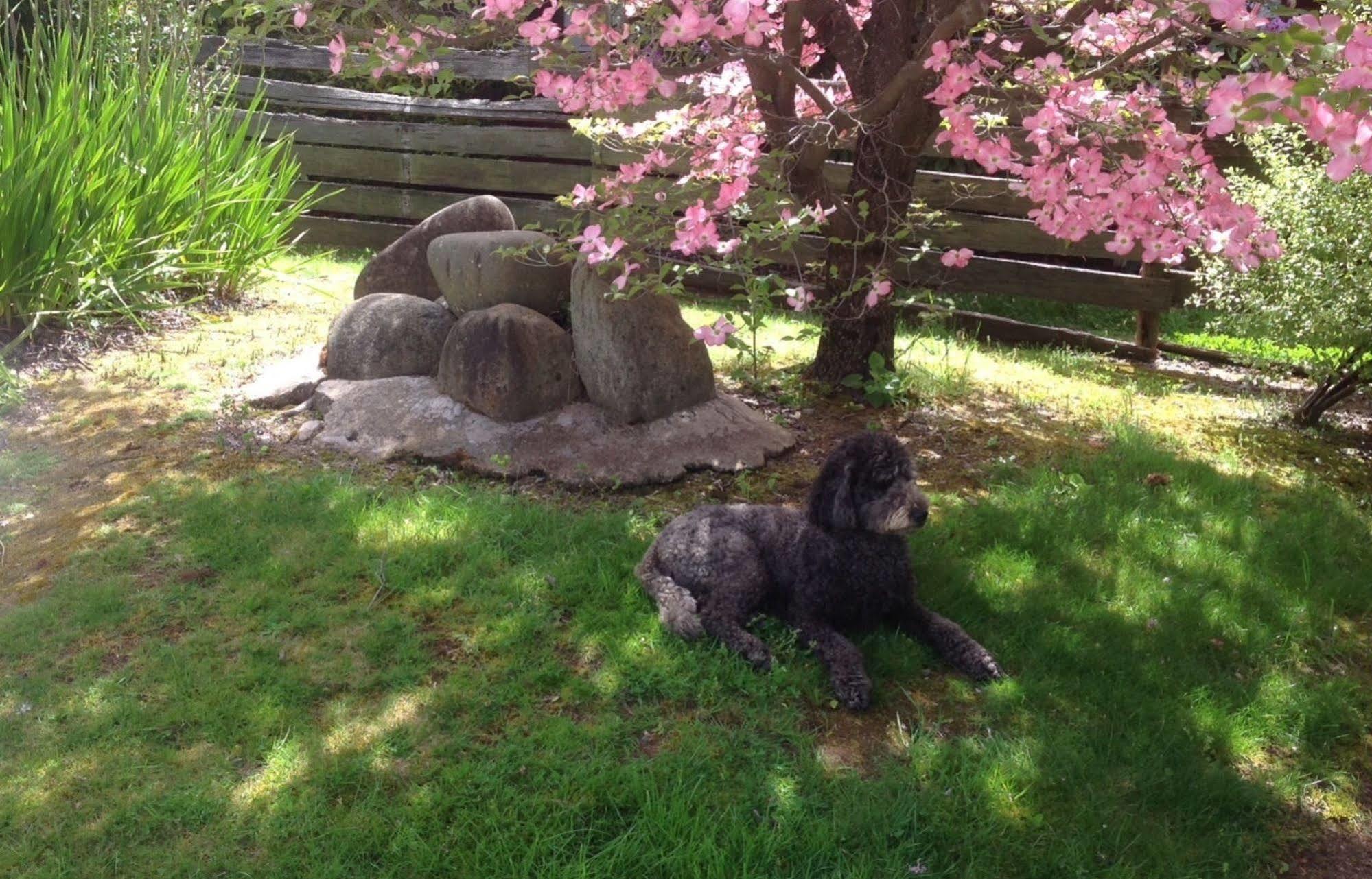 Bogong Moth Motel Mount Beauty Εξωτερικό φωτογραφία